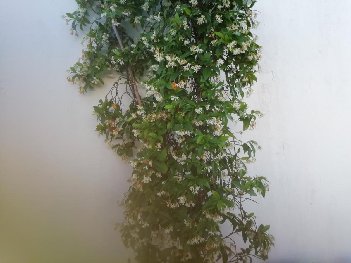 Casa Do Jardim Διαμέρισμα Μπέχα Εξωτερικό φωτογραφία